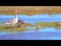 Greylag Goose goslings playing on a small island