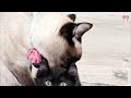 The cat found herself alone in the streets. But fate had a  plan when she insisted on being...