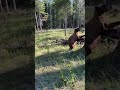 Man Escapes Encounter With Black Bear by Using Bear Spray || ViralHog