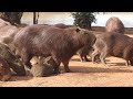 SÍTIO DAS CAPIVARA - SÃO PEDRO DO BUTIÁ