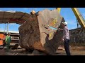 Rainforest Monster // 3600 Year Old Tree / Largest Lumber Project On The Planet