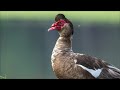 Canon RF 200-800 Vs RF 800 f/11 Bird Photography using the EOS R6 Mark II