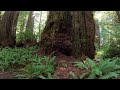 Treadmill Virtual Hike - Walking - Redwood National Forest Hike - 60 minutes - ASMR - No Music