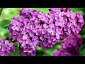 Asmr poetry and music- Violets in bloom by Kelly Maida