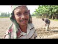 আলু বপন করা হচ্ছে | Potato plantation #agriculture #কৃষক #কৃষি