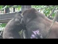 GorillaFight◆Crying out in a scuffle. Gentaro resists Dad Momotaro.　Silverback【Momotaro family