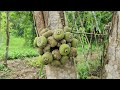 daily life stone embankment to prevent landslides pond bank plowing vegetable garden