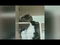 So Funny! Funniest Cats and Dogs 2024 😘🐶 Funny Animal Moments 😹