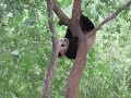 Funny Panda at Beijing Zoo - PANDA FUN TIME!!!!!