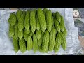 How To Grow Bitter Melon From Seeds To Harvest | Phan Đức #177