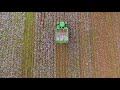 Harvesting Cotton