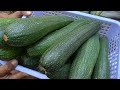 Secret to growing zucchini from seeds in soil bags- Many fruit