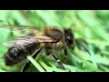 Pszczoła miodna - PRAWDOPODOBNIE