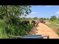 Sri Lankan Elephants - Minneriya Safari - Part 2