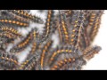 Bay Checkerspot Larvae in action