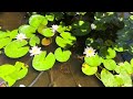 20240810 Five white waterlilies are blooming together in my 1st year Monet Garden🐟 五朵白莲花🪷齐开。#莫奈花园