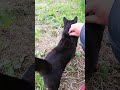 240531 観察ケンカ黒猫。