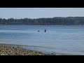 Hood Canal Orca