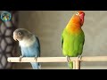 Lovebird Sound 100% Sound Guaranteed Lovebird Sound