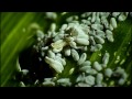 Hoverfly Eggs Hatching  Music by Talpa