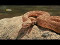 Creatures of the Canyon | America’s National Parks | हिन्दी | Full Episode | S1-E1 | Nat Geo