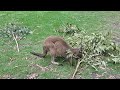 Young Eastern Grey Kangaroo & Parma Wallaby