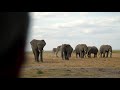 Elephants in Amboseli | David Yarrow Photography