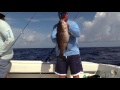 How to Deep Drop for Snowy's, Barrel Fish, Etc... Day 2 Mustad Camp