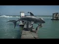 Bull Shark Bites Spear Fisherman in Face