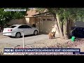 Bear put down after escaping into AZ neighborhood