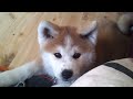 Akita Inu - Ayu H'Mitsuki Go (10 weeks old) - Throwback Thursday