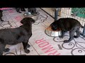 Cane Corso Puppies