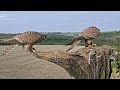 Brave Kestrel Mum Raises Chicks Alone | Jeff & Jenny | Wild Lives | Robert E Fuller