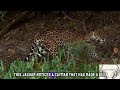 Jaguar vs Caiman | WILD LIFE | WILD BATTLE | TQN Wildlife