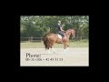 Dressage talent for sale (Silbermond x Argentinus x Pericles xx)