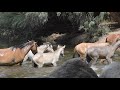 Salt River wild horse foal crossing Salt River