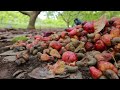 Cashew Cultivation and Cashew Nut Harvesting in My Village
