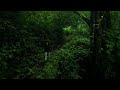 MENJELAJAHI PEDALAMAN HUTAN TRETES !! SERASA DI DUNIA LAIN !!  Eps.2