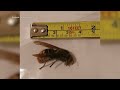Giant hornets, not 'murder hornets,' spotted in Ontario