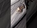 Wolf spider laying her eggs into the sac she just built