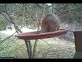 Squirrel at Birdbath