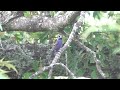 Blue Grosbeak video 7 2 24