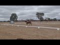 Northern Zone Pony Club eliminations Marrabel 2024