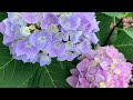 Basic Hydrangea Care and Summer Heat #hydrangeas #gardening #landscaping #flowers