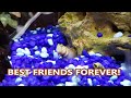 Goby and Shrimp: Best Friends