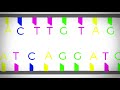 A diferença entre ADN, genes, cromossomas e cariótipo explicada.
