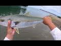 Awesome catches using live bait - NZ Fishing