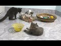Laugh Out Loud! The Funniest Animal Videos of 2024 #6