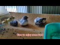 Baby Finch Tries Flying for the First Time