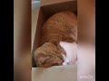 Cat Sitting in a box  🐱📦